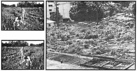 Try Community Gardening Image